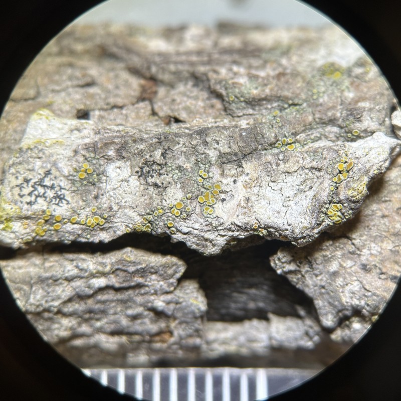Caloplaca inconspecta photo 8