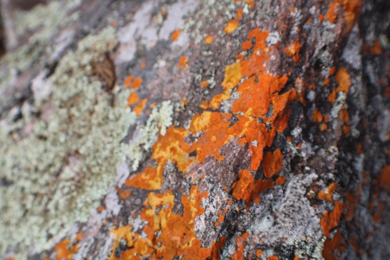 Intermediate Orange Lichen photo 2