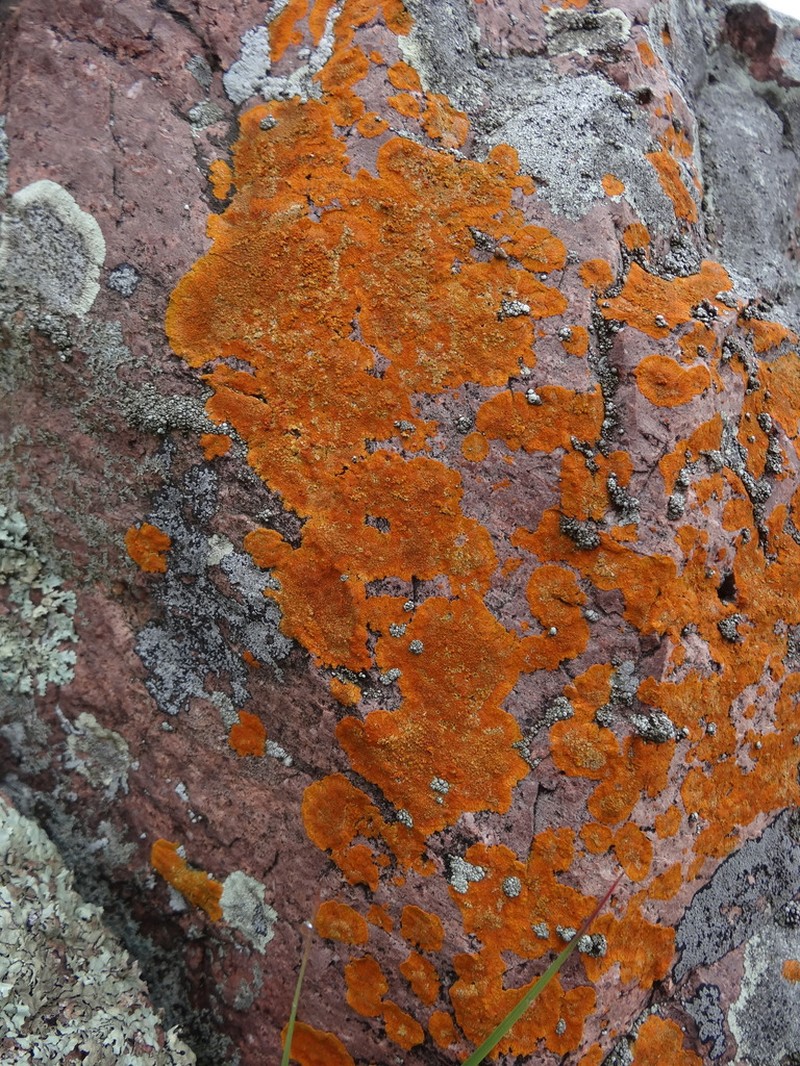 Intermediate Orange Lichen photo 3