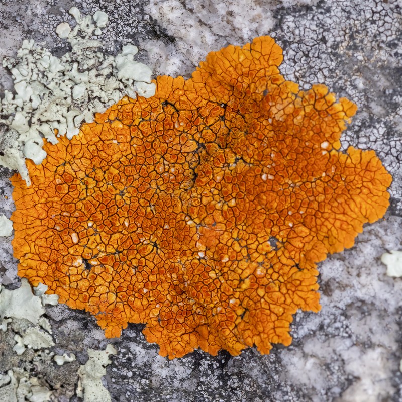 Intermediate Orange Lichen photo 6