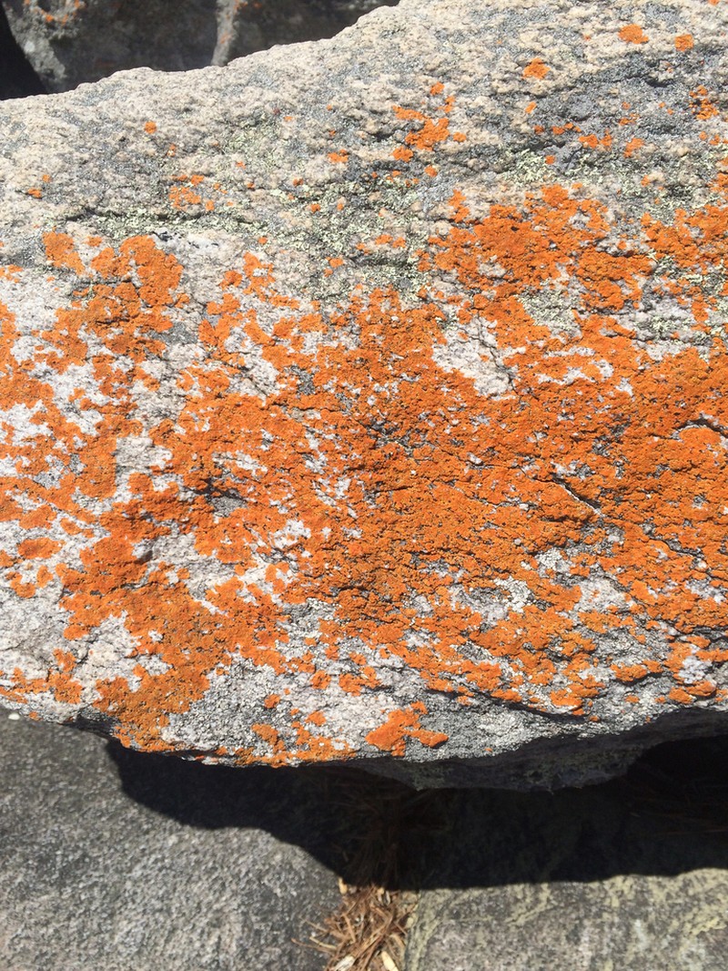 Intermediate Orange Lichen photo 8