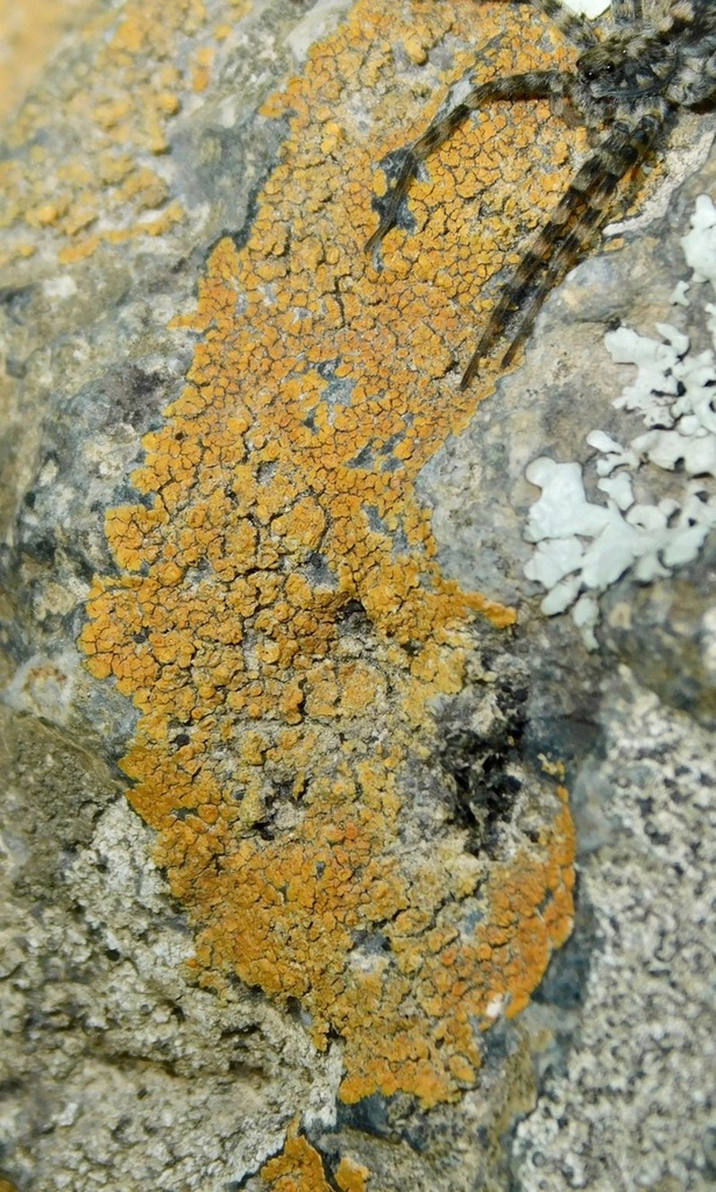 Orange Lichen photo 4