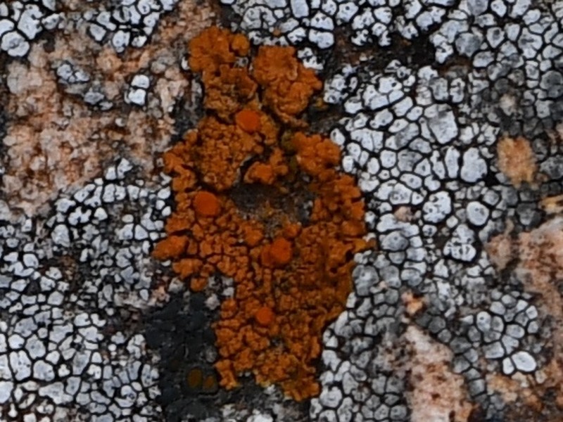 Orange Lichen photo 8