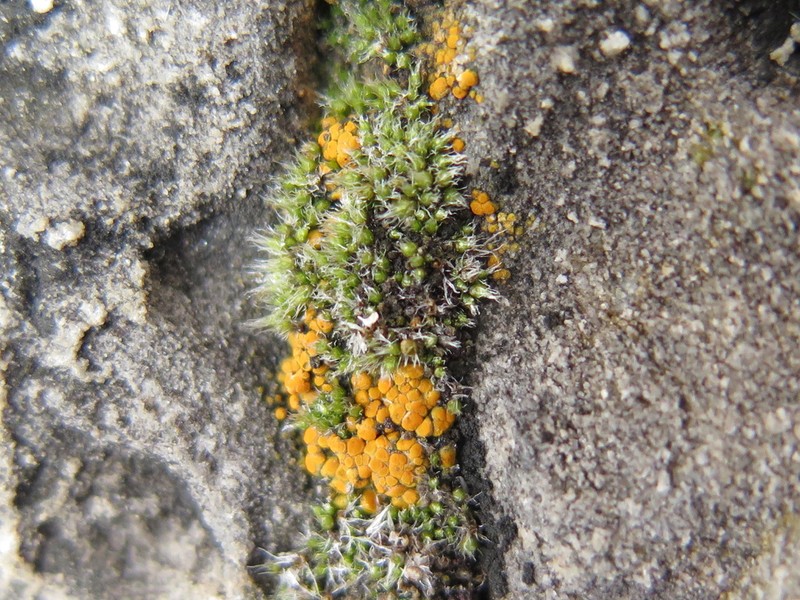 Jungermann's Orange Lichen