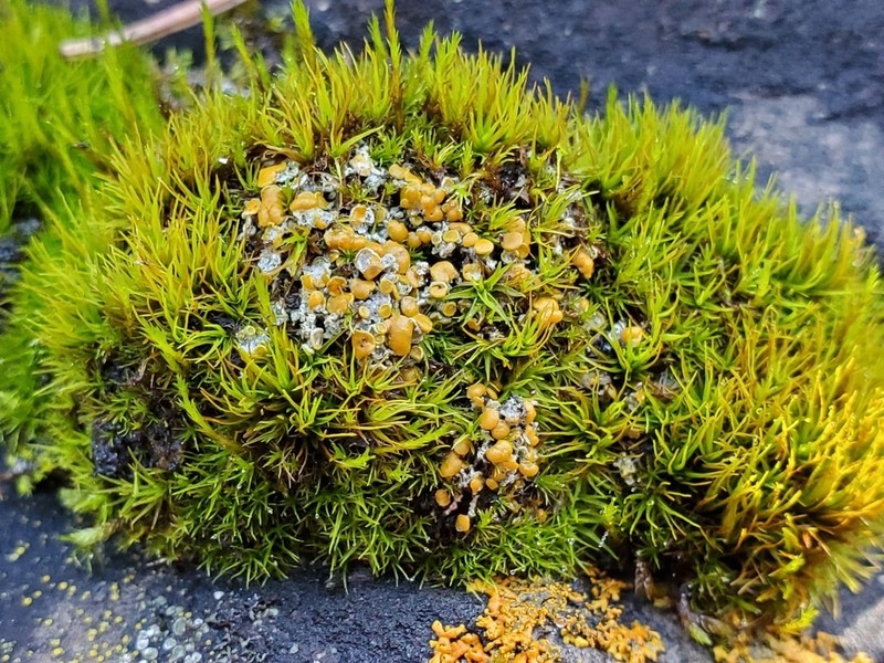 Jungermann's Orange Lichen photo 2