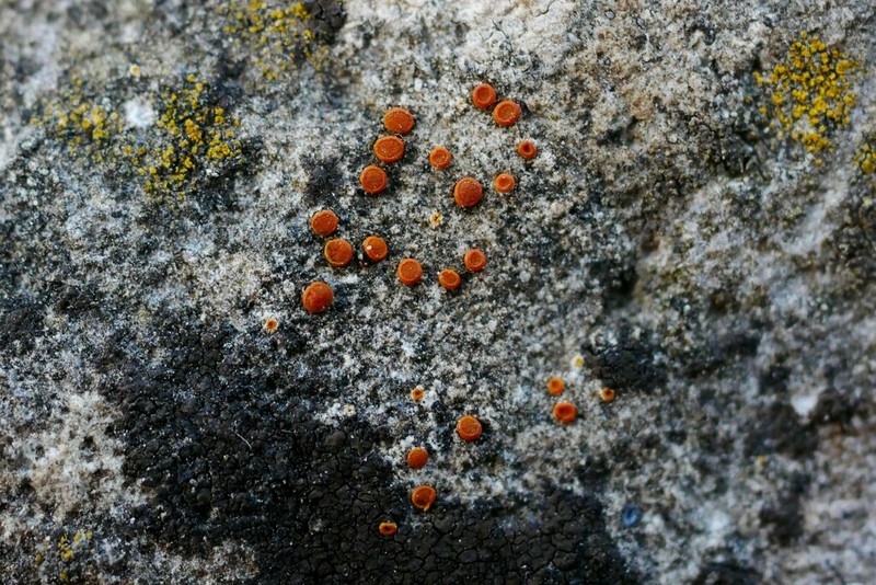 Orange Lichen