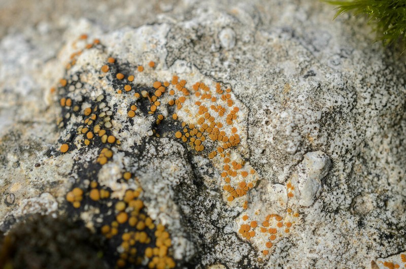 Orange Lichen photo 2