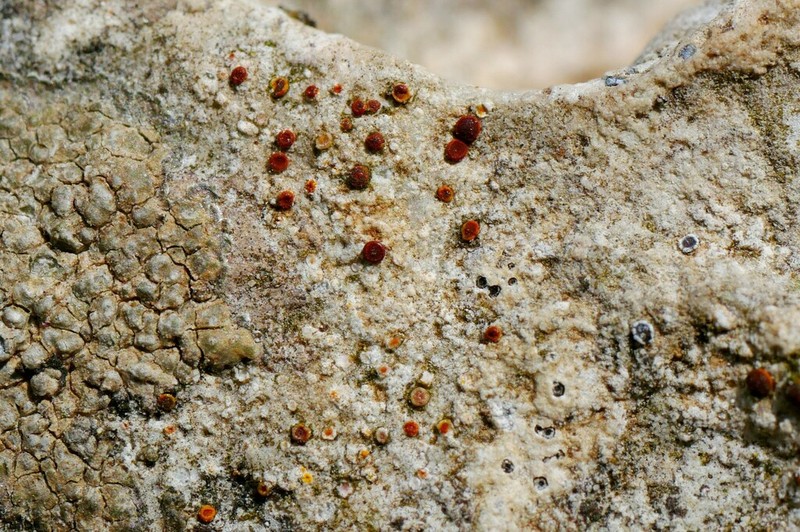 Orange Lichen photo 3