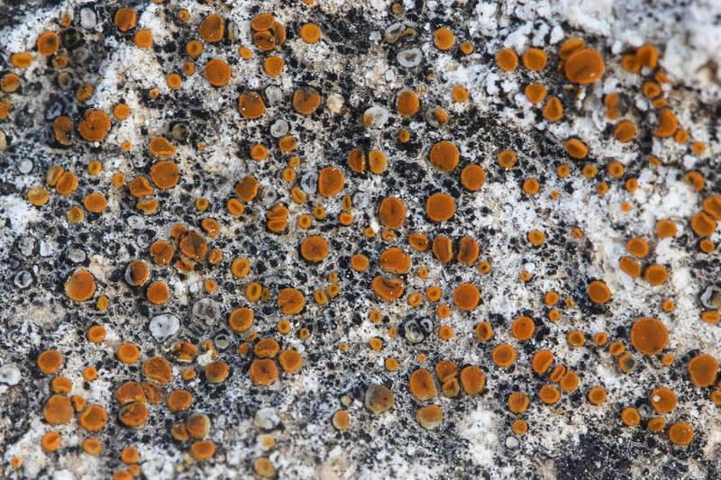 Orange Lichen photo 4