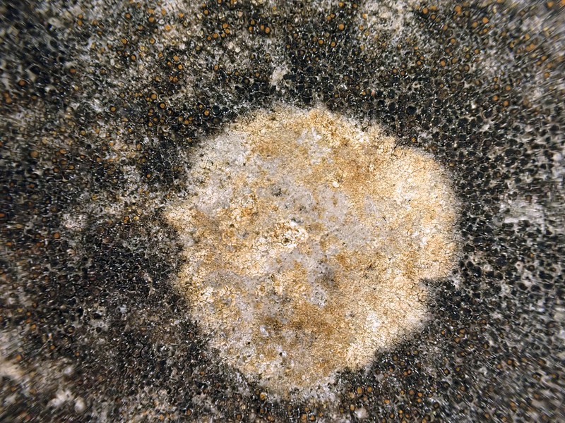 Orange Lichen photo 5