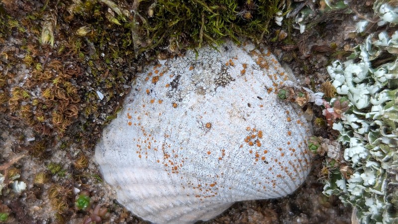 Orange Lichen photo 6
