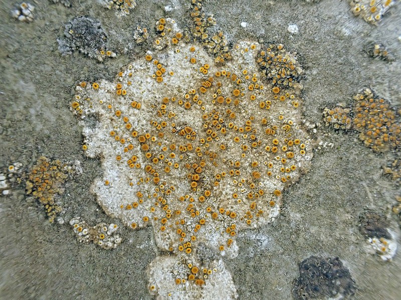 Orange Lichen photo 7