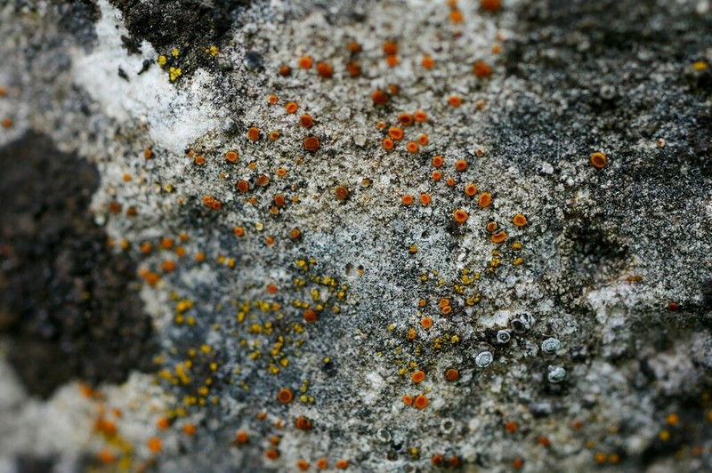 Orange Lichen photo 8