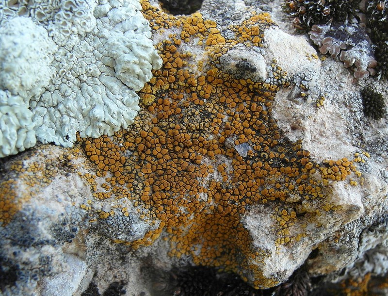 Caloplaca lithophila