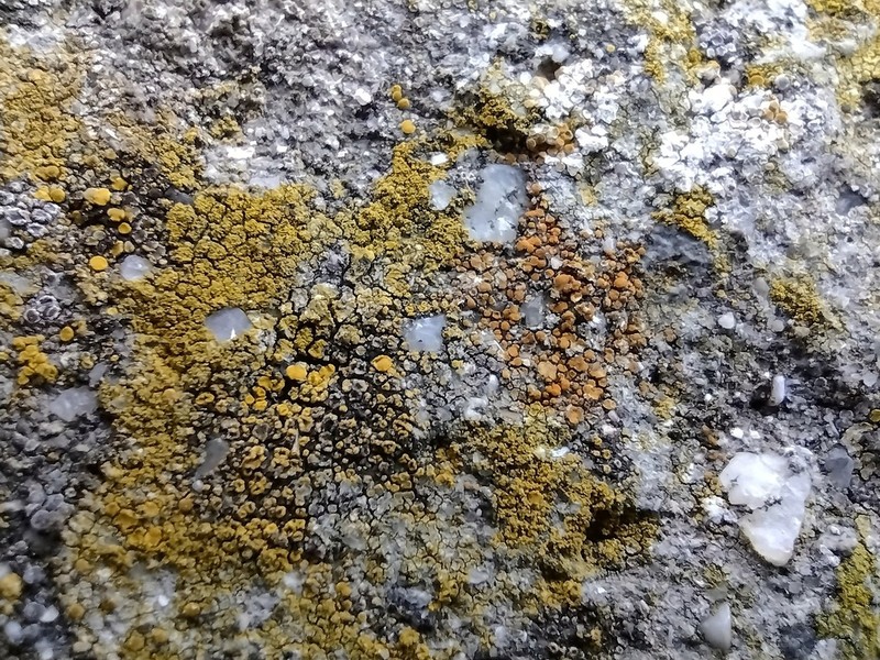Caloplaca lithophila photo 2