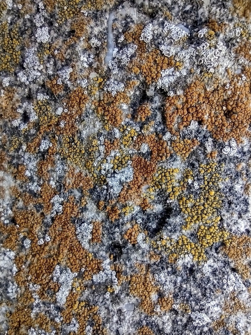 Caloplaca lithophila photo 3