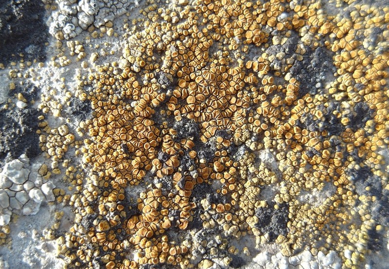 Caloplaca lithophila photo 4