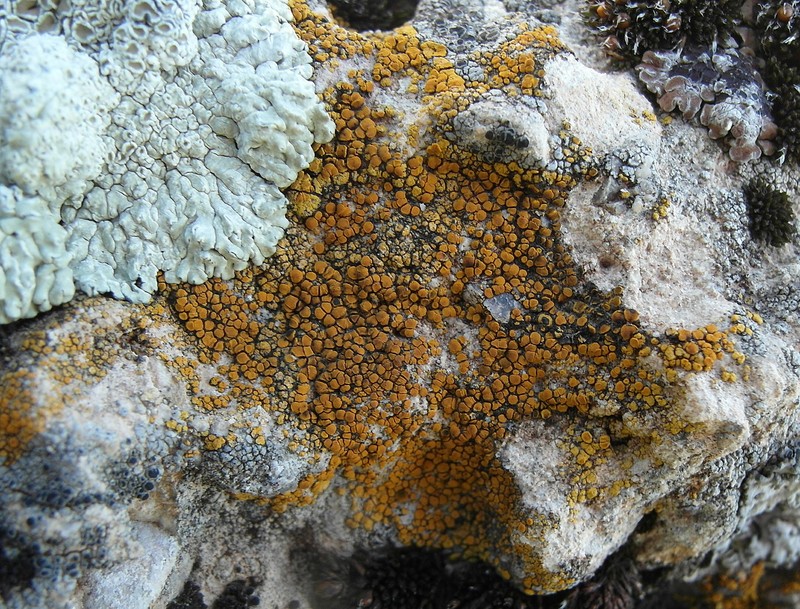 Caloplaca lithophila photo 7