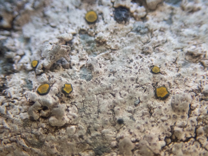Orange Lichen