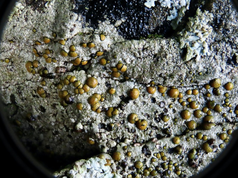 Orange Lichen photo 2