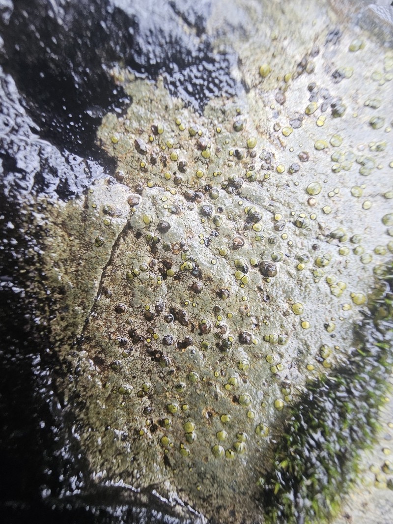 Orange Lichen photo 3
