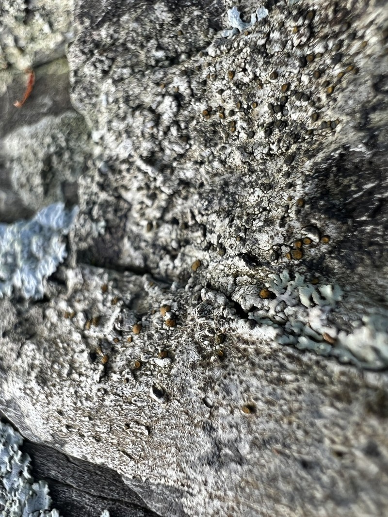 Orange Lichen photo 4