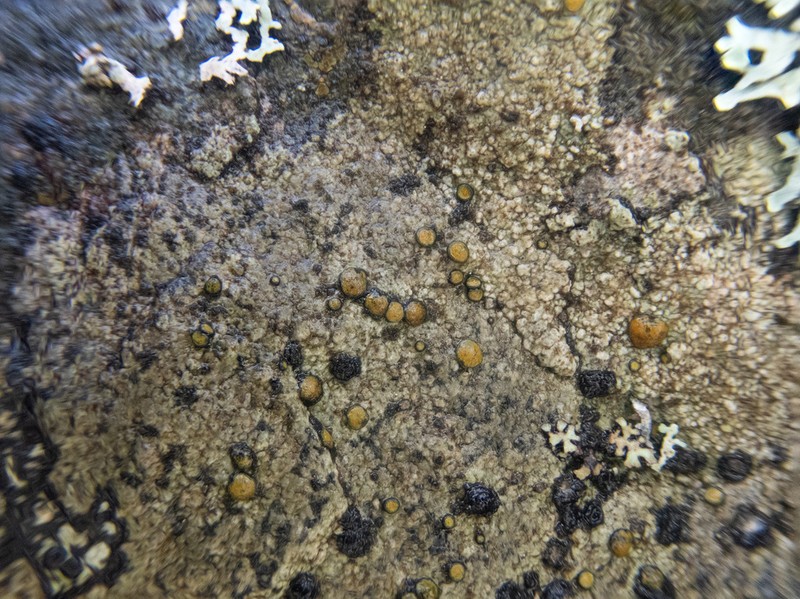 Orange Lichen photo 5