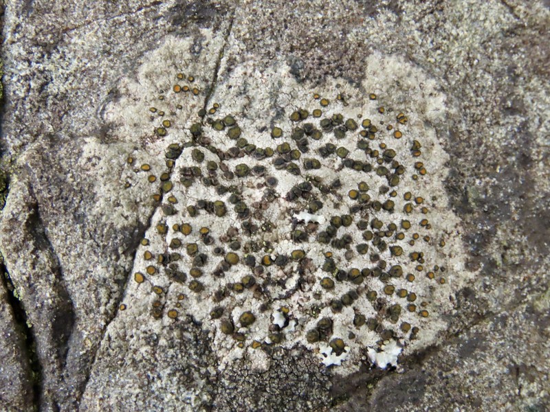 Orange Lichen photo 6