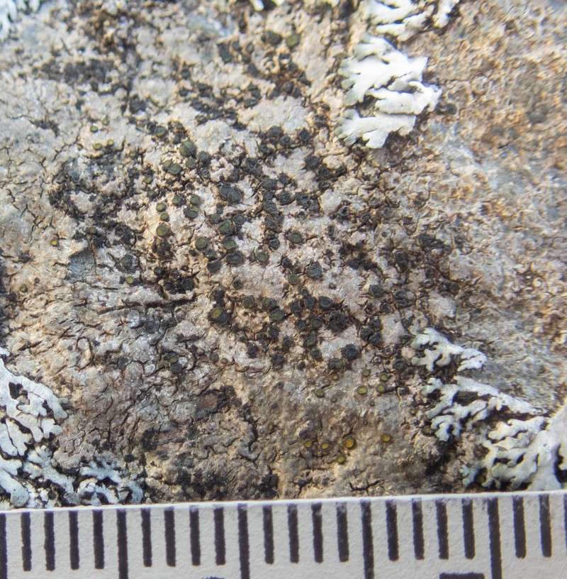 Orange Lichen photo 7