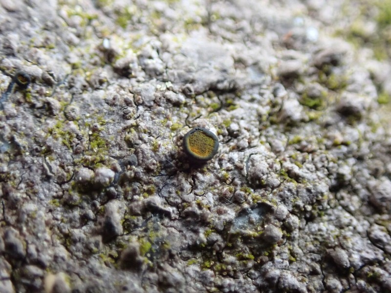 Orange Lichen photo 8