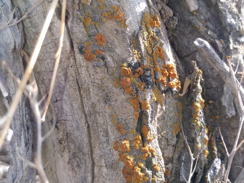 Caloplaca lobulata