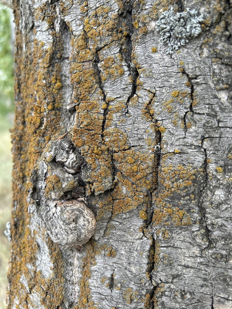 Caloplaca lobulata photo 2