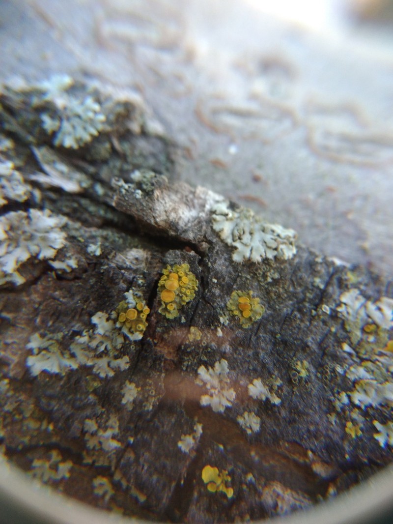Caloplaca lobulata photo 3