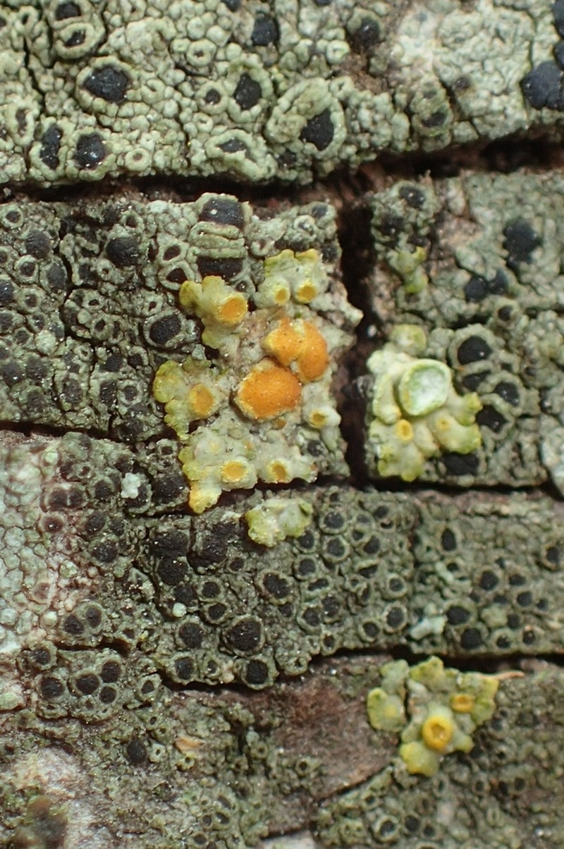 Caloplaca lobulata photo 4