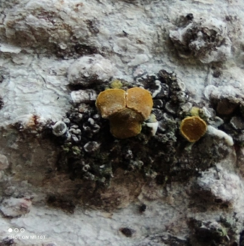 Caloplaca lobulata photo 5
