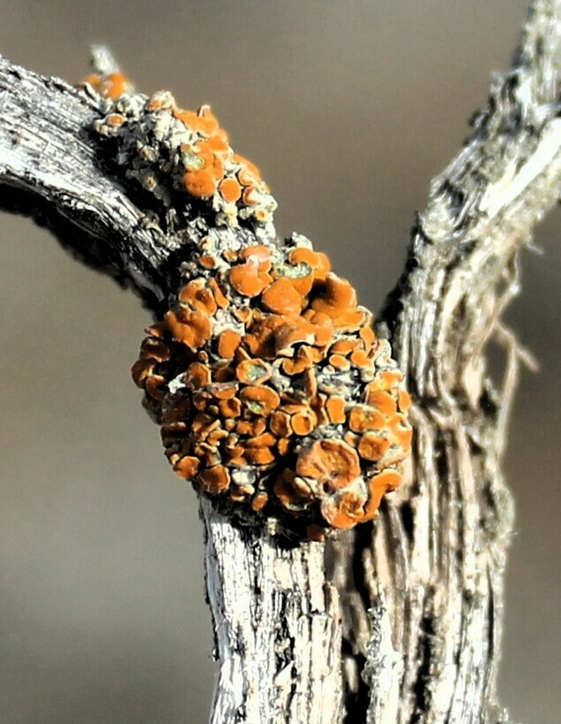Caloplaca lobulata photo 6