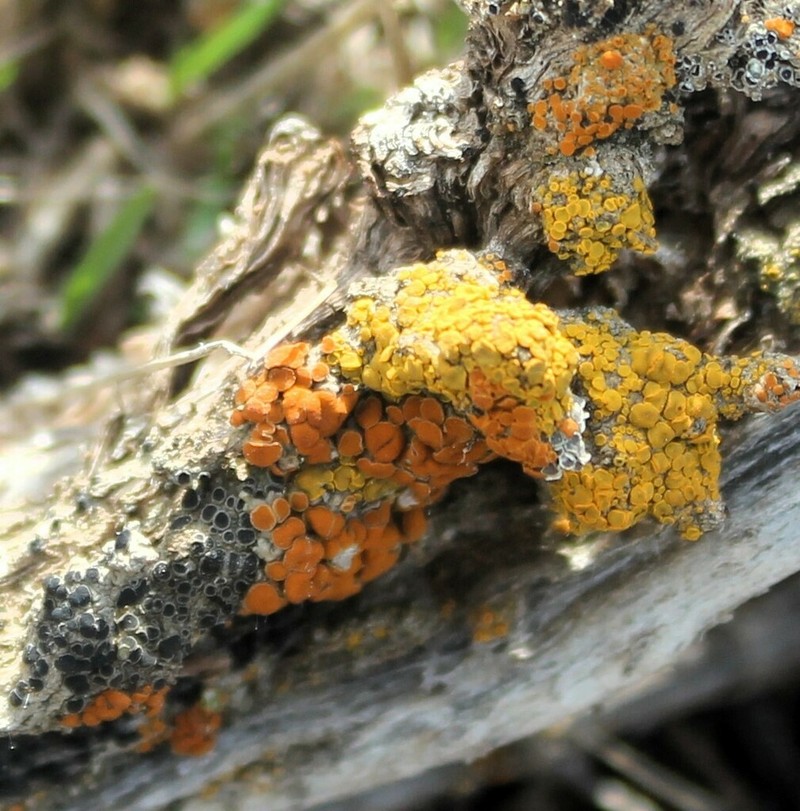 Caloplaca lobulata photo 7