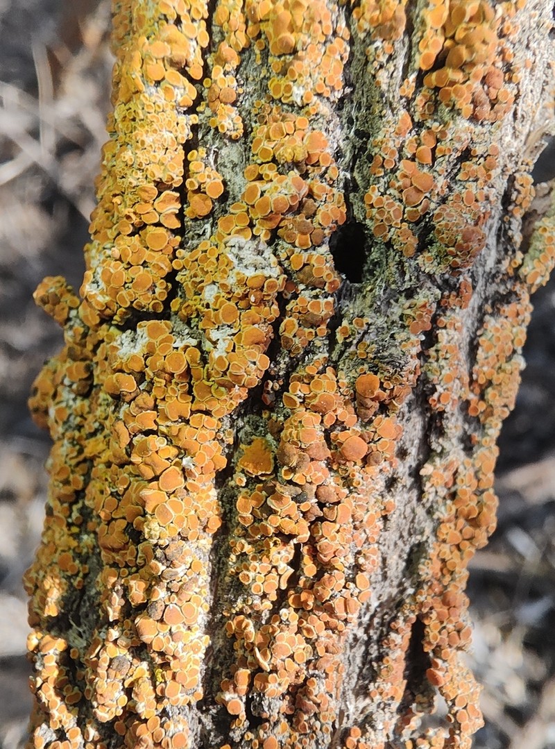 Caloplaca lobulata photo 8