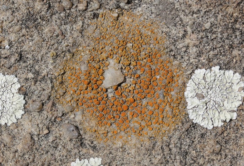 Caloplaca ludificans