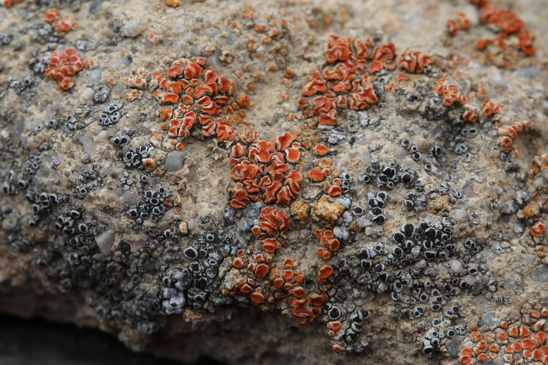 Caloplaca ludificans photo 2