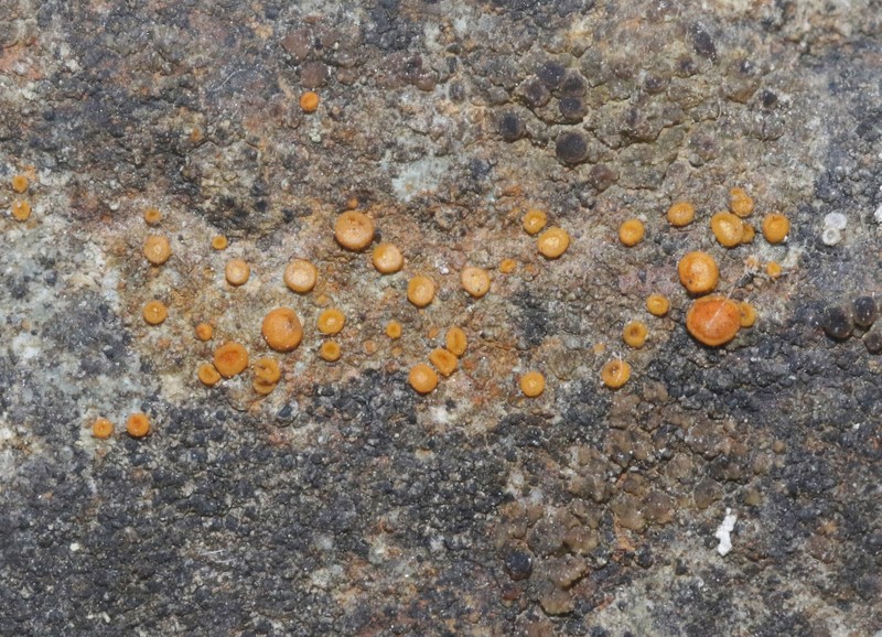 Caloplaca ludificans photo 6