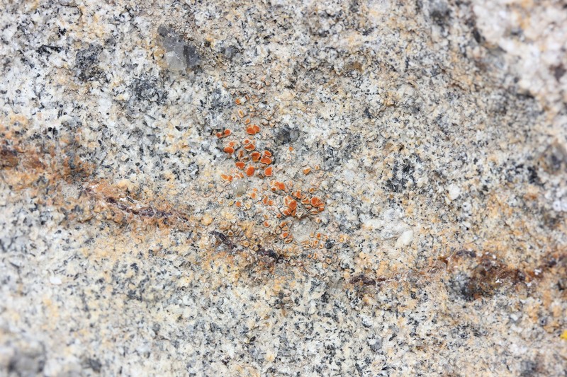 Caloplaca ludificans photo 7