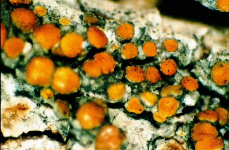 Orange Lichen
