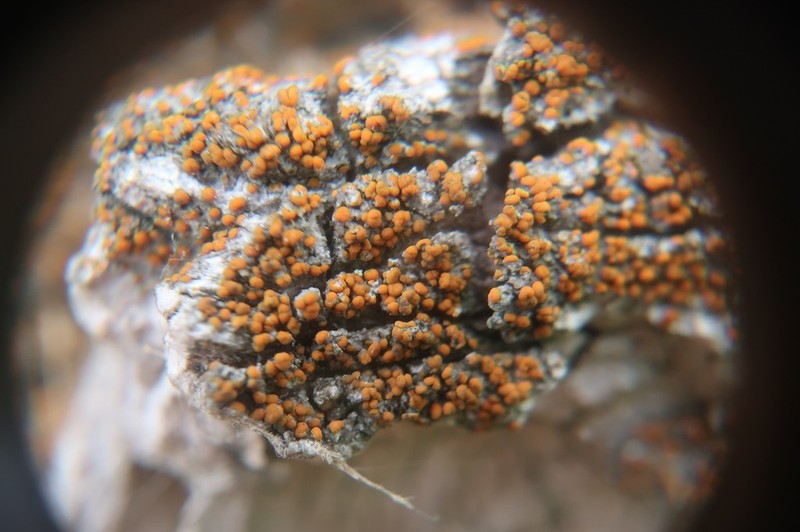 Orange Lichen