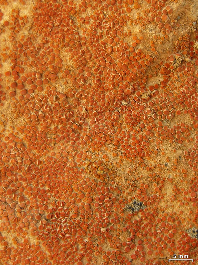 Orange Lichen