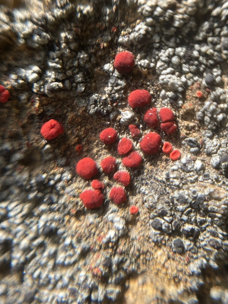 Orange Lichen photo 2
