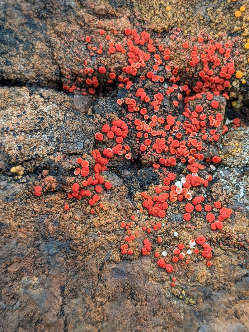 Orange Lichen photo 3