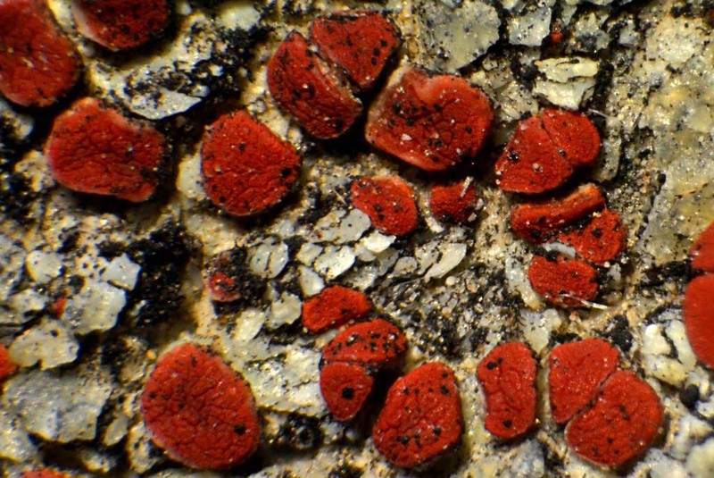 Orange Lichen photo 4