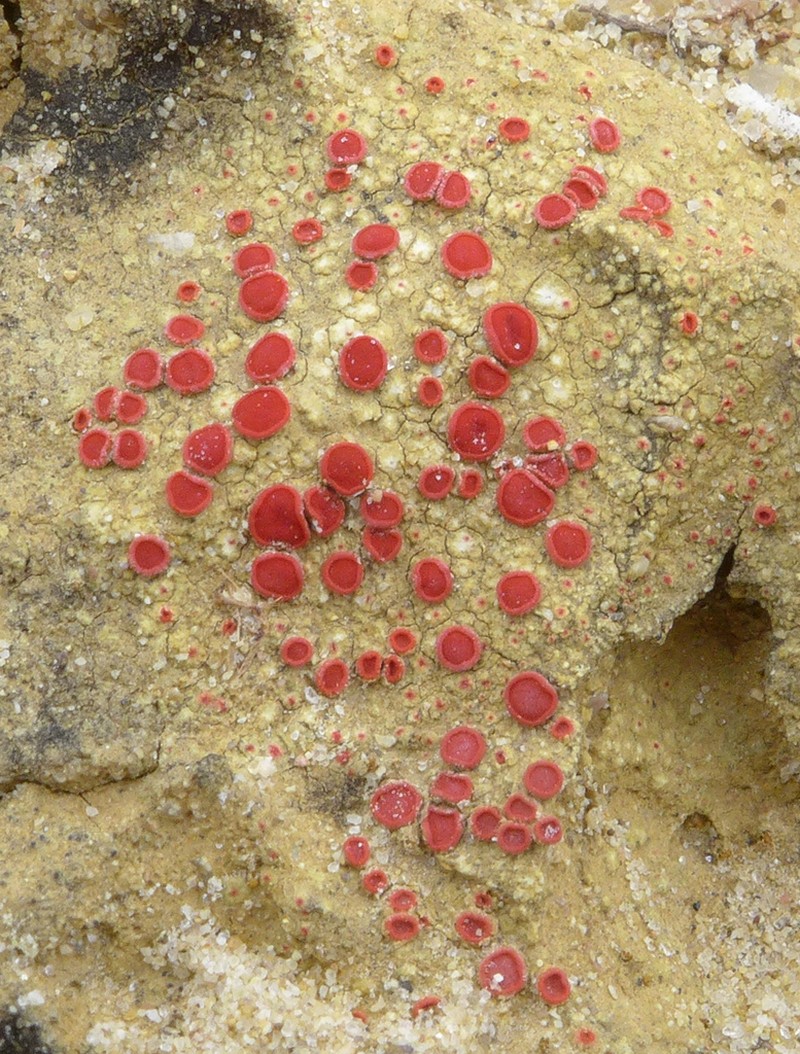 Orange Lichen photo 5
