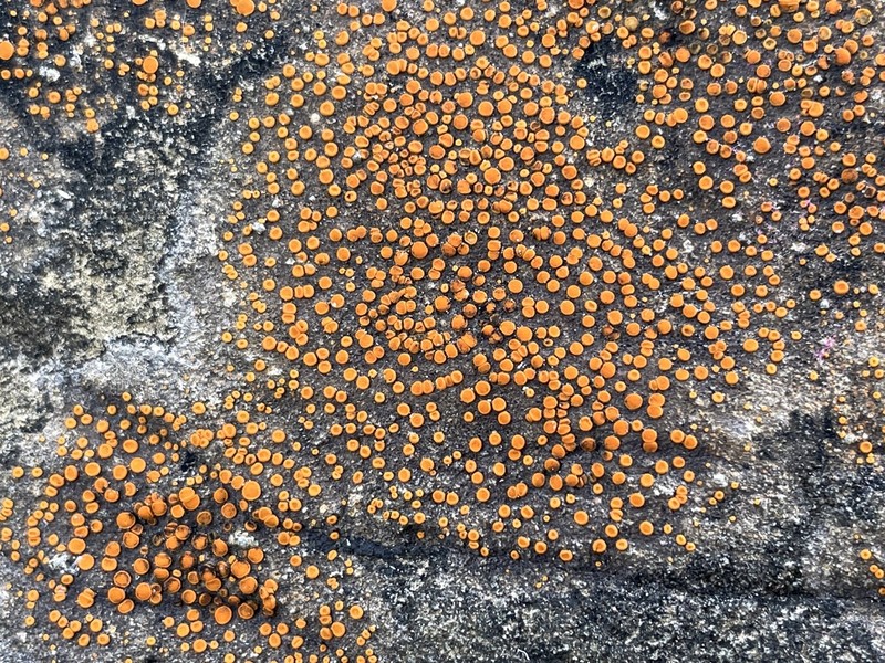 Orange Lichen photo 6